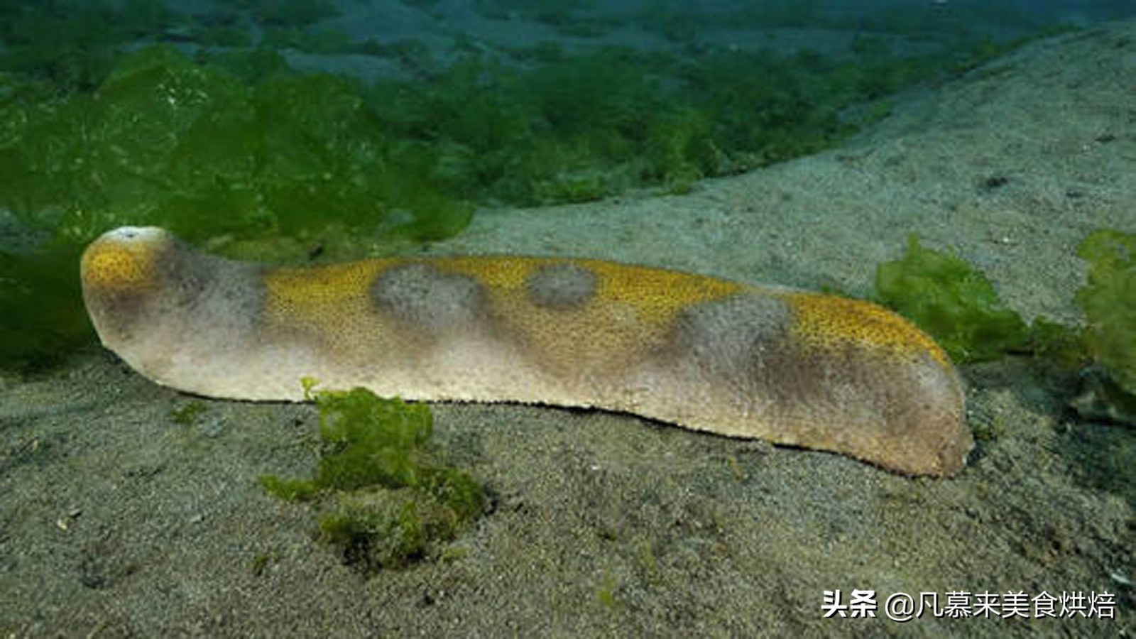 海参有多少种品种科普,海参品种齐全多种多样