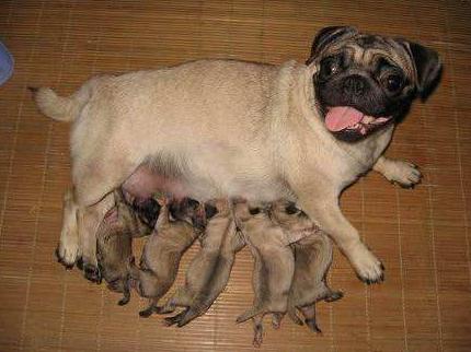 纯种巴哥犬的特征有哪些图片,纯种巴哥犬嘴会突吗