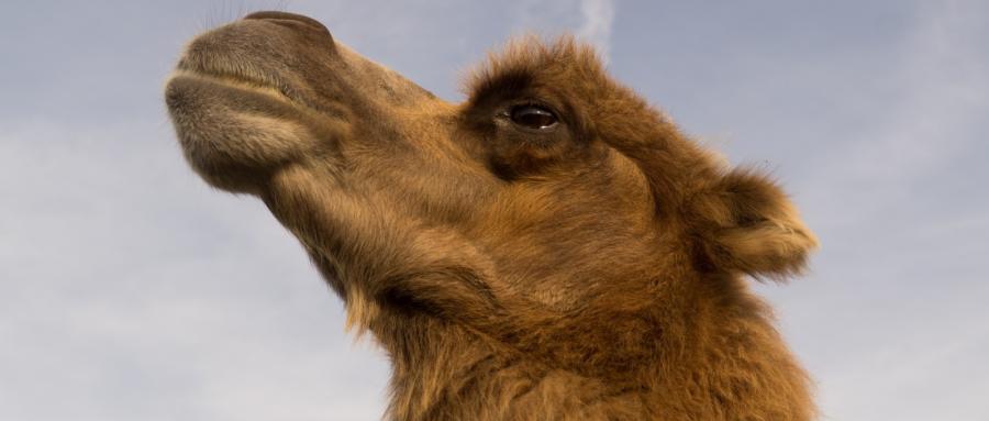 驼峰储水？童话里都是骗人的