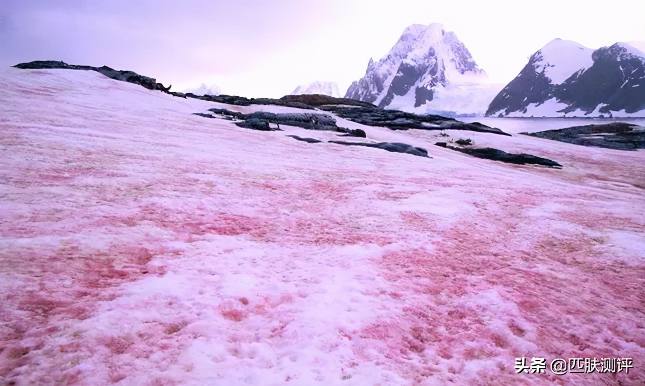galenic美白精华测评,美白抗衰精华推荐大牌