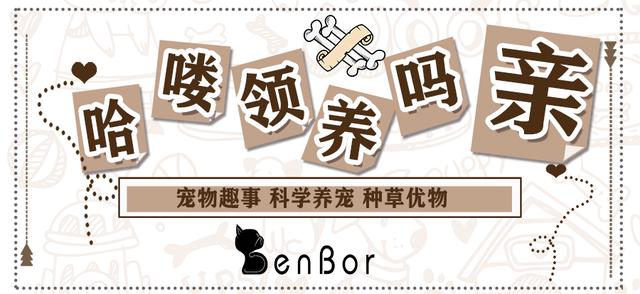 拽猫尾巴会死吗,猫为什么不能抓猫尾巴