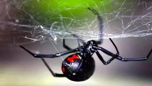 黑寡妇蜘蛛的毒液是不是毒不死人,世界上毒性最强的蜘蛛