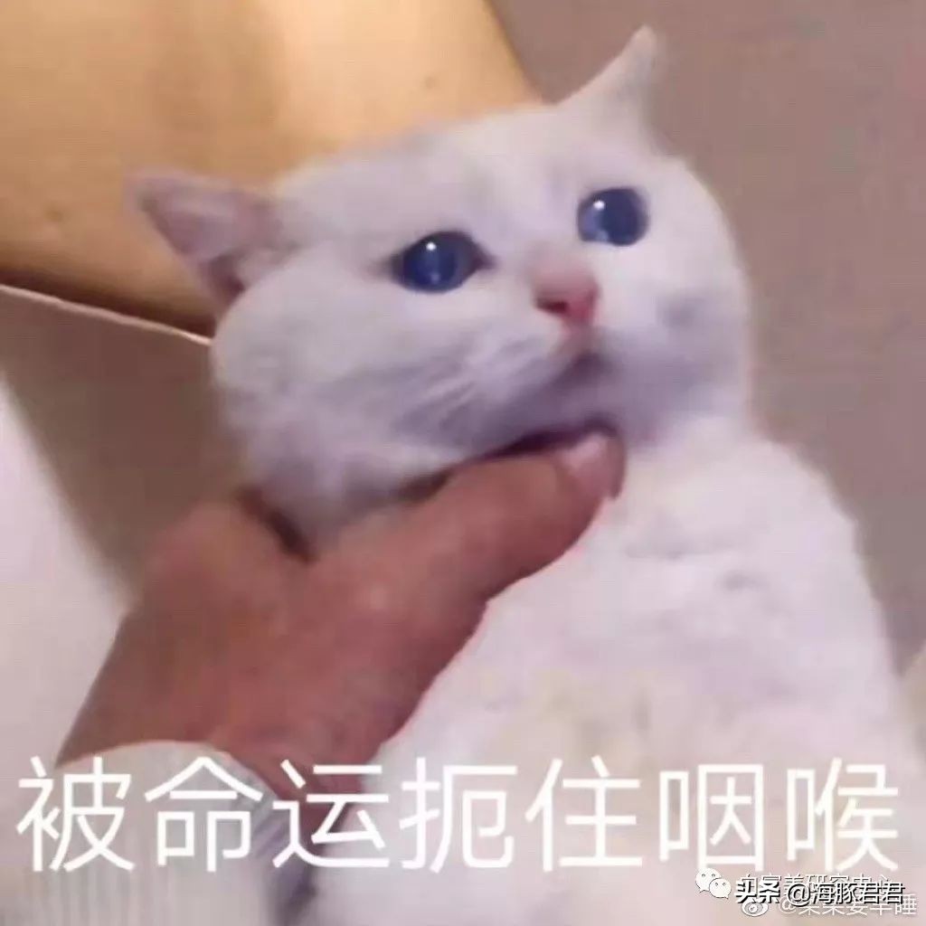 北京小公主靠吸猫血成百万大V,直播整容、大照骗、2年养死3只猫