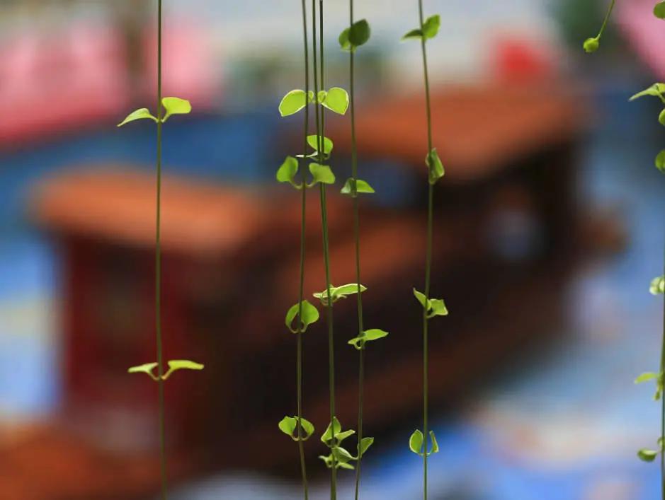 最美的风景美丽的校园,最美的风景就是校园