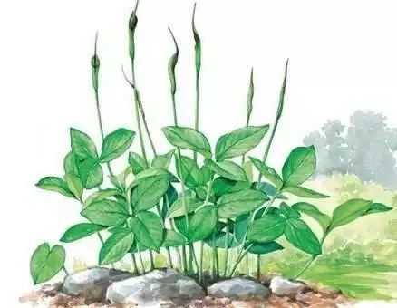 玉米地里的杂草是什么,玉米田间杂草有多少种