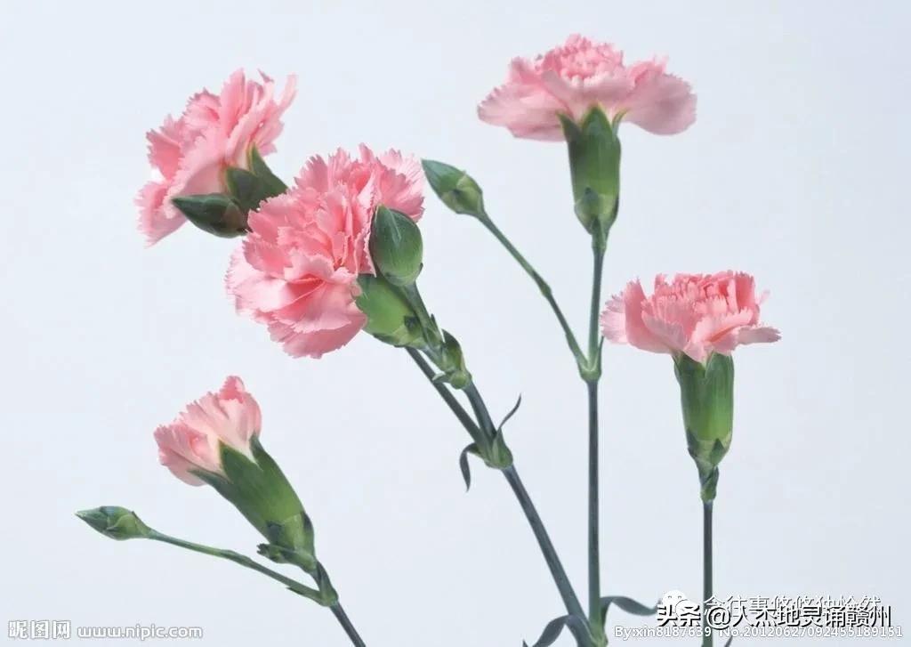 致敬母亲谁言寸草心报得三春晖,谁言三春晖报得寸草心的意思