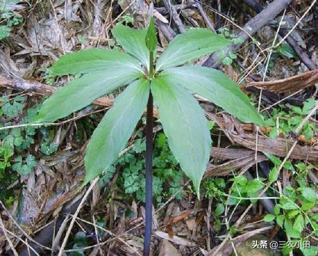 最珍贵的七叶一枝花,七叶一枝花价值5000万