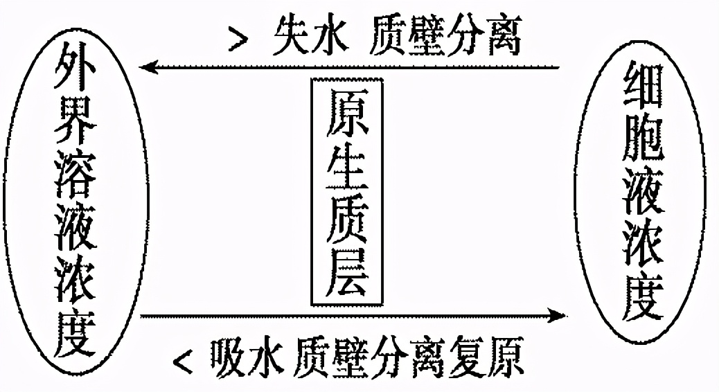 高中生物实验及其作用总结,高中生物实验要点归纳图
