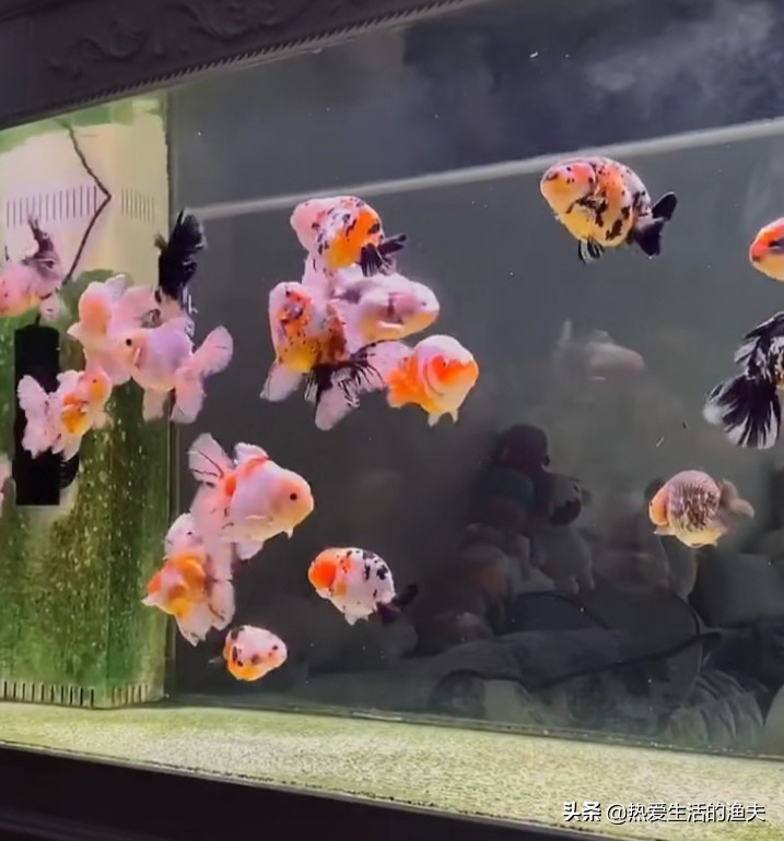 金鱼喂什么才能长得快,兰寿金鱼怎么喂长得又肥又大