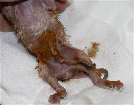 记录猫咪生产全过程,猫咪生产时的全过程