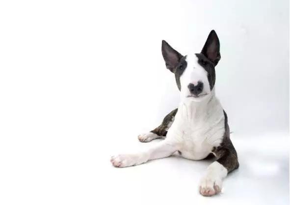 45种狗狗,45种狗狗很难得一见你认识几种