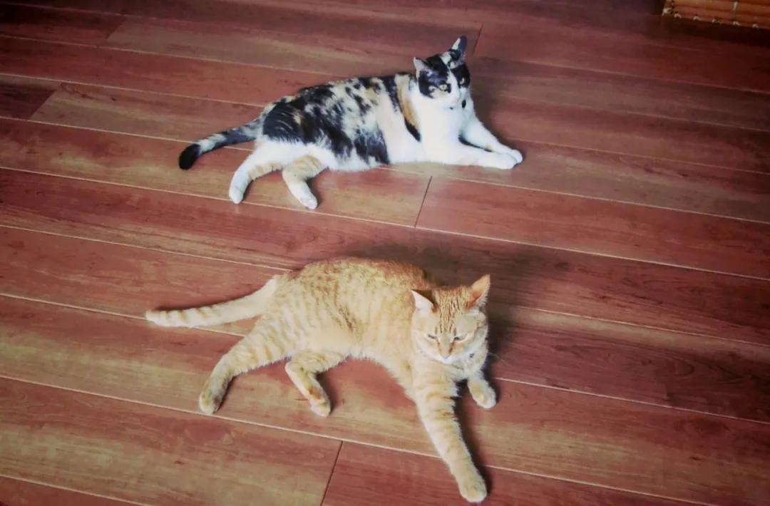 猫真的会把你当妈妈,猫把你当成妈妈是啥样子的