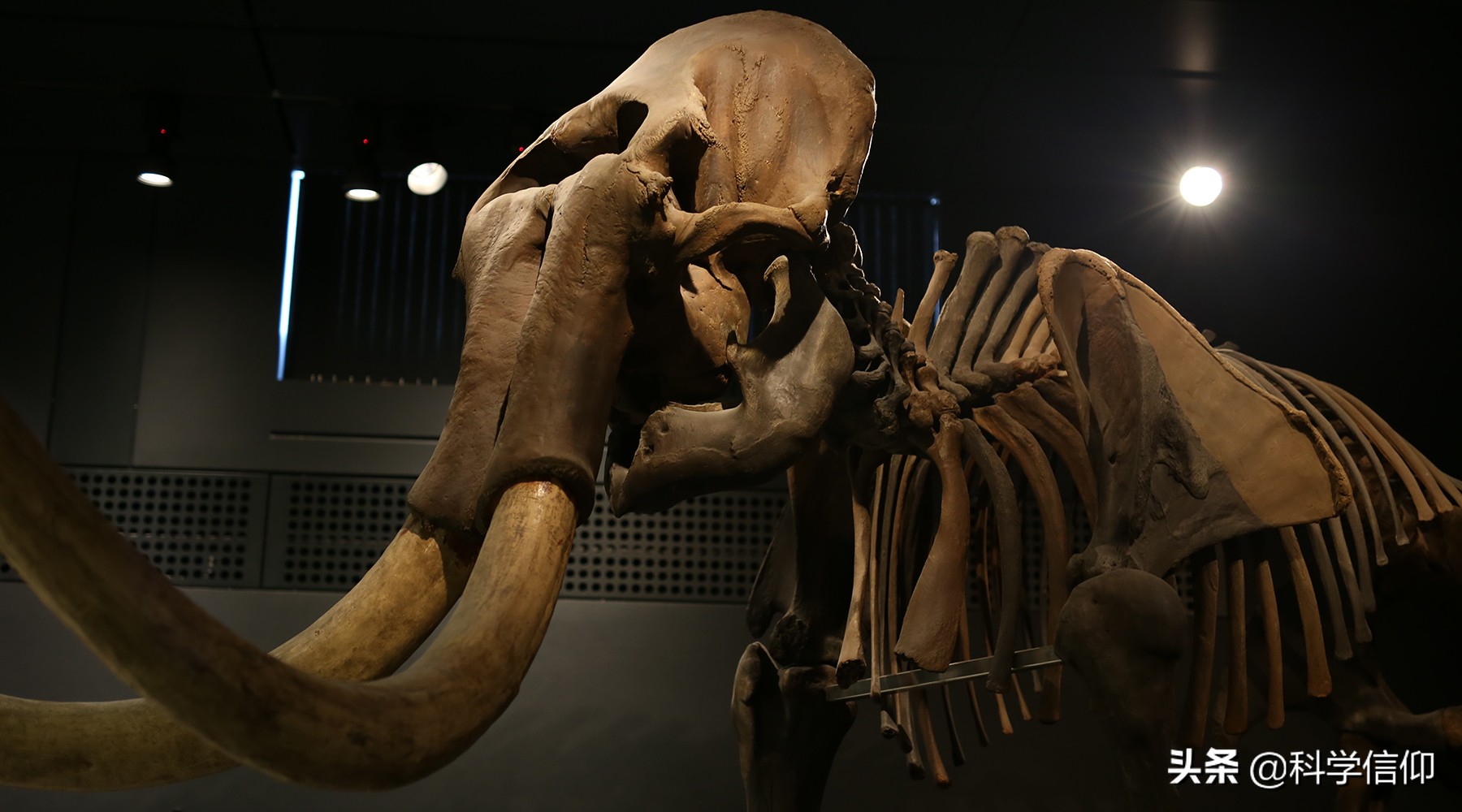 通过化石还原动物,化石能复活吗