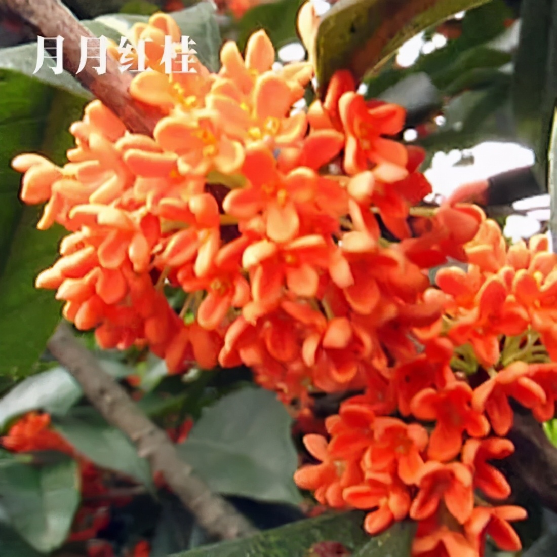 桂花发了好多新芽,桂花品种对比一览表