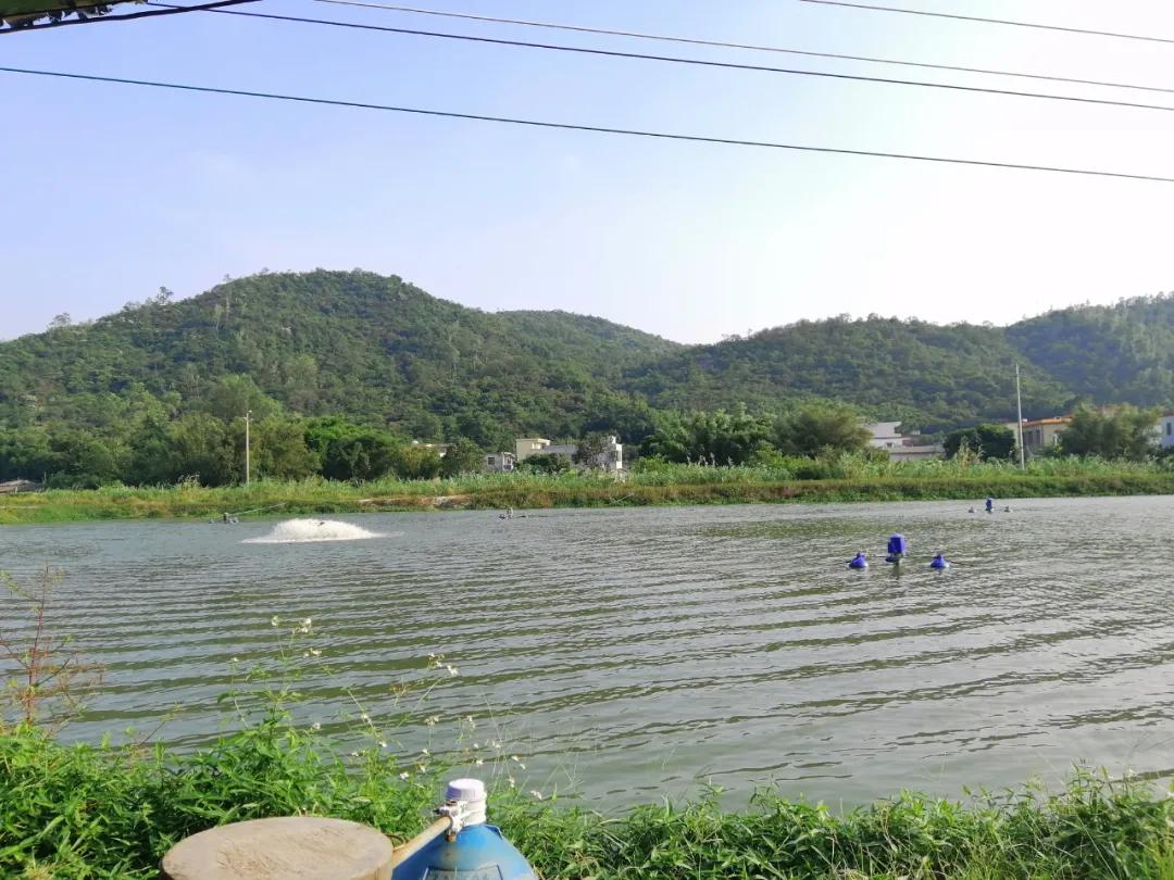 叉尾鮰养殖喂什么,叉尾鮰鱼的自养方法