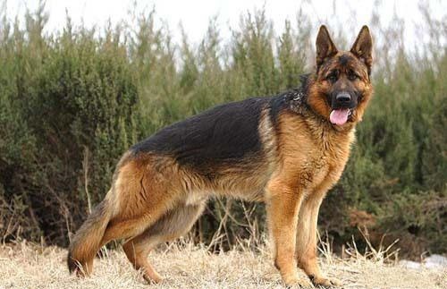 德牧和马犬哪个更容易训练,德牧与马犬哪个适合家养