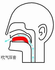 国光口琴24孔复音c调多少钱,24孔复音口琴的基本方法和技巧