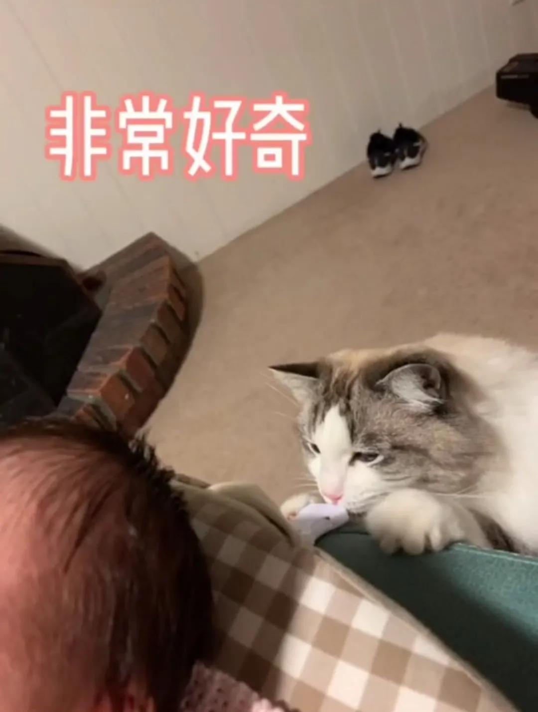 哪种猫最会带娃,什么猫带娃最好