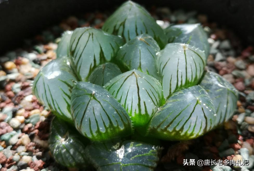 多肉玉露叶片中的杂土怎么处理,如何判断玉露的根系是否出了问题