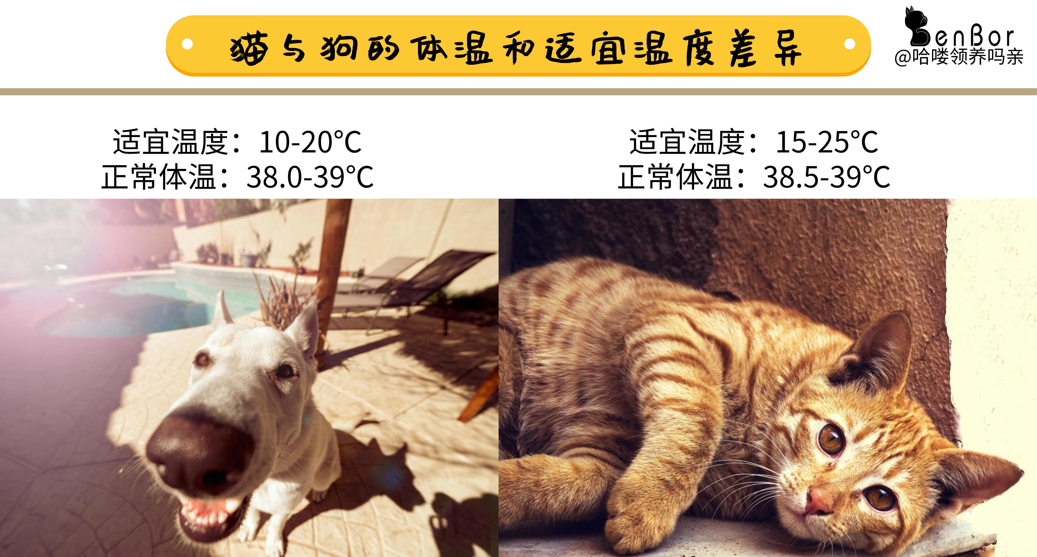 中暑猫咪,预防猫咪中暑的方法