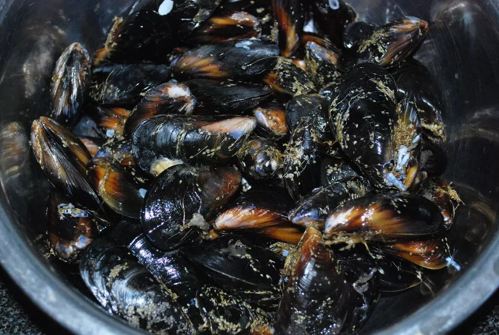 海肠海虹,海虹鲍鱼和海肠