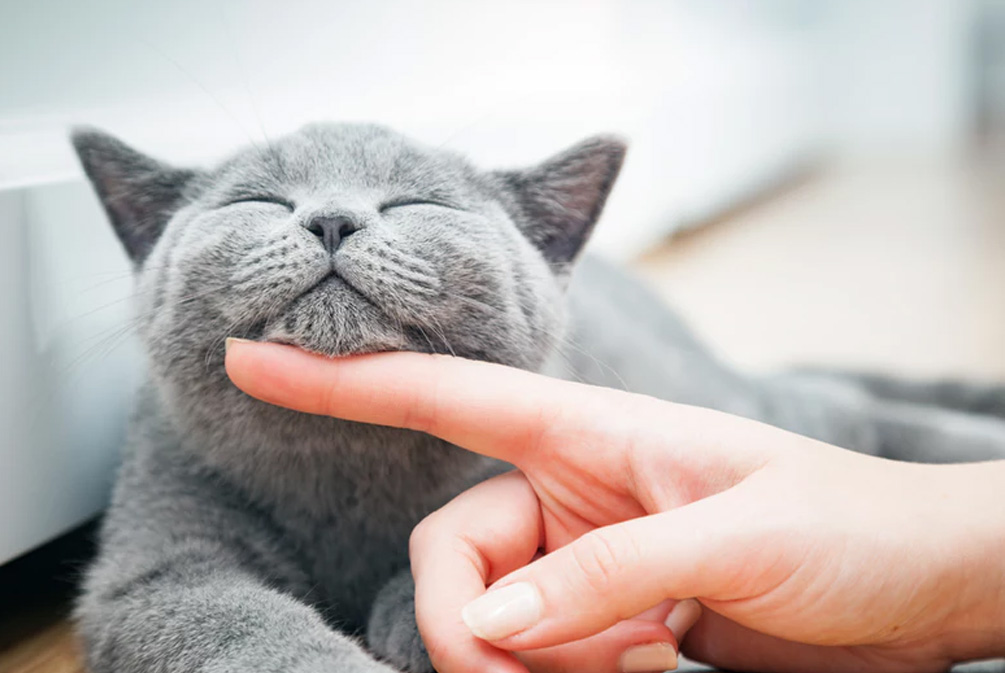 被猫咪抓伤用肥皂水洗可以吗,被家猫抓伤需要用肥皂水洗吗