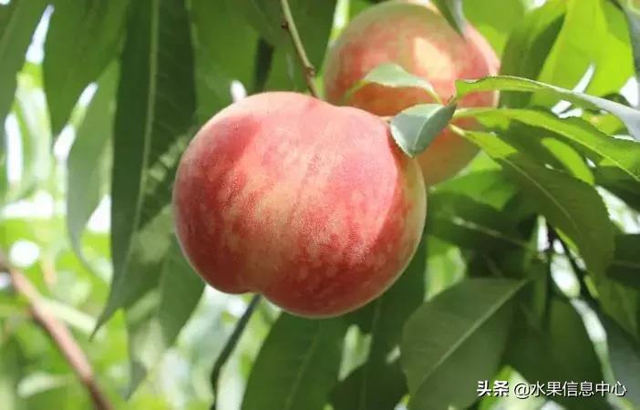 中国水果大全,中国水果大全图片和名字