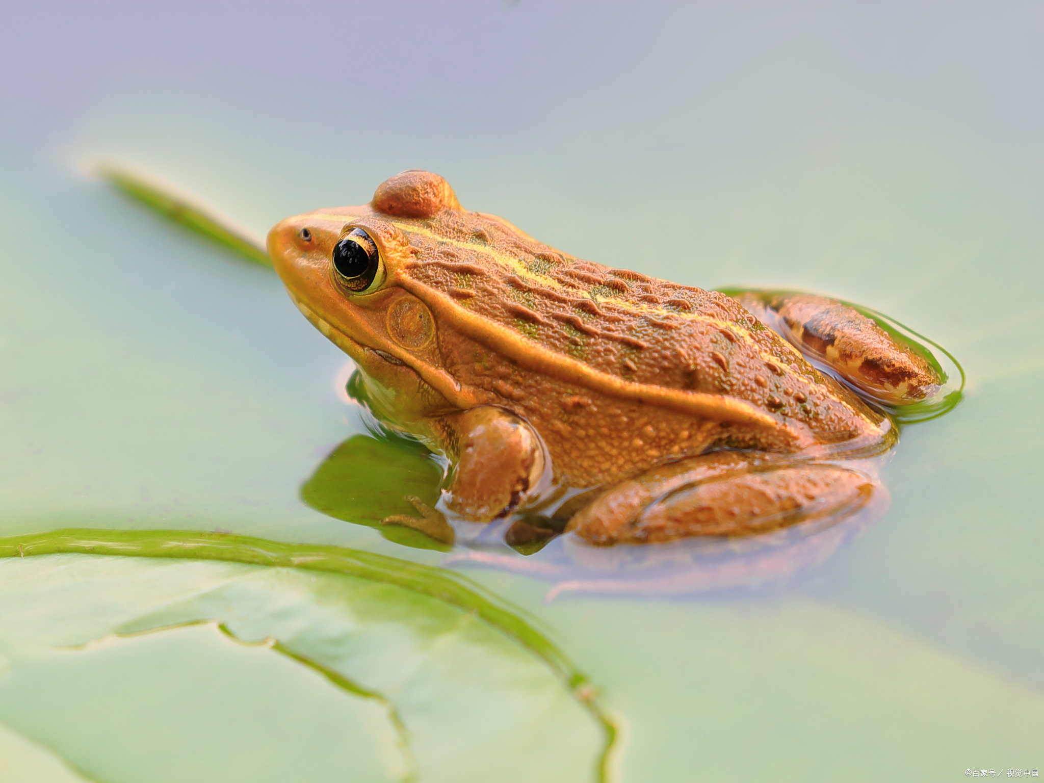 青蛙攀爬技巧视频,青蛙们的比赛