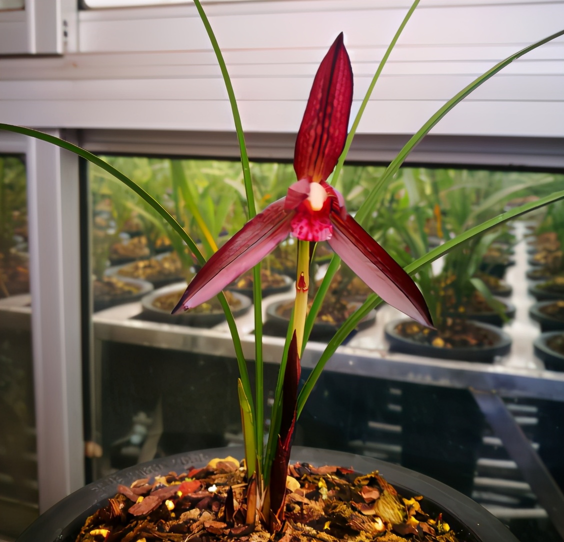 春兰几十元一苗的兰花,最香红花迷你春兰有哪些名品