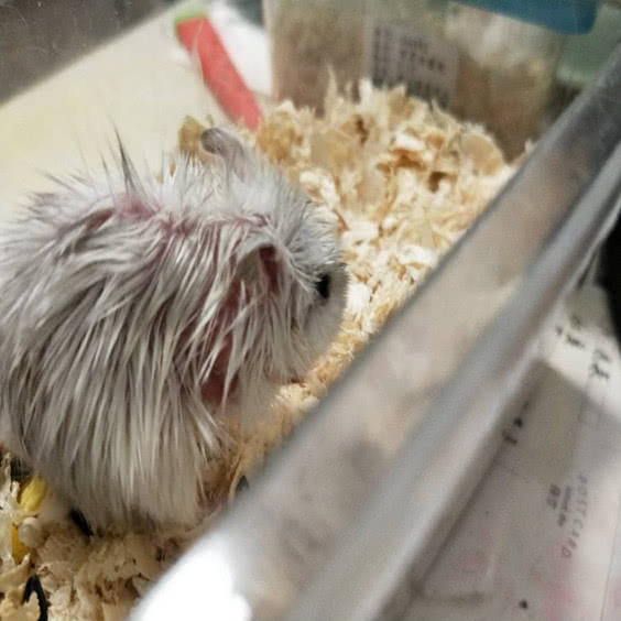 仓鼠粘到粘鼠板了怎么办,仓鼠被粘鼠板黏住了怎么去胶