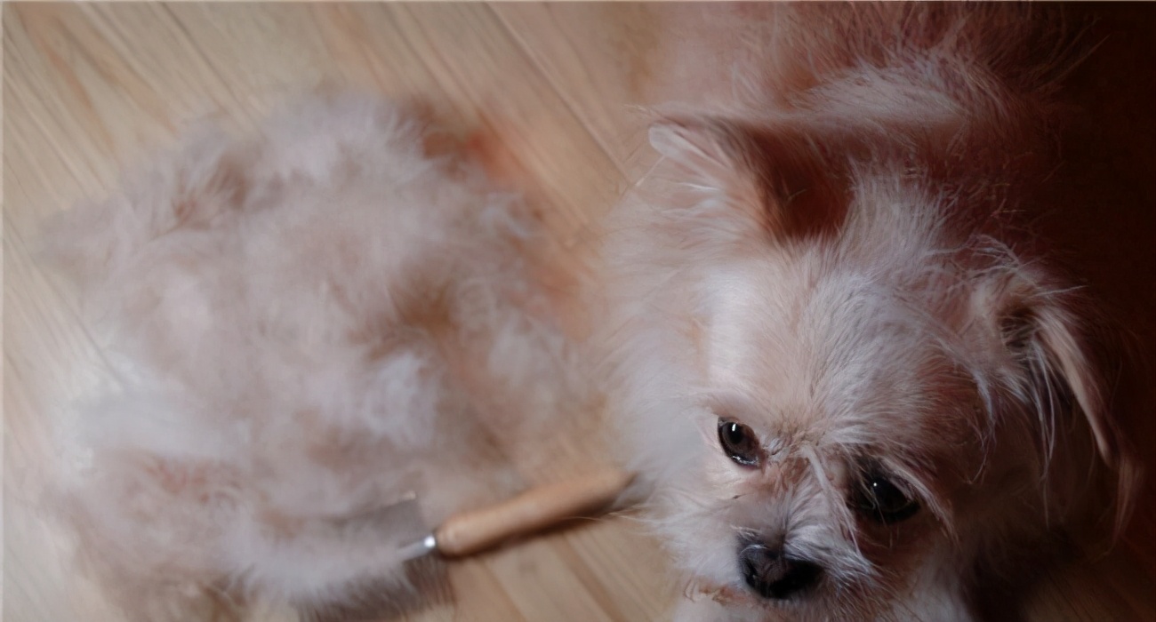 狗狗大面积掉毛怎么回事,狗狗全身掉皮屑怎么办