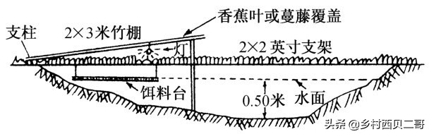 牛蛙的养殖技术及方法简介,牛蛙养殖的最新技术