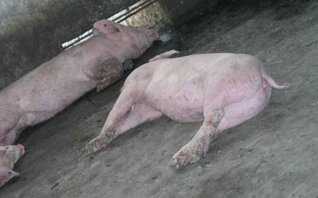 牛口蹄疫和水疱病怎么区别,猪做了猪瘟疫苗一般需要注意什么