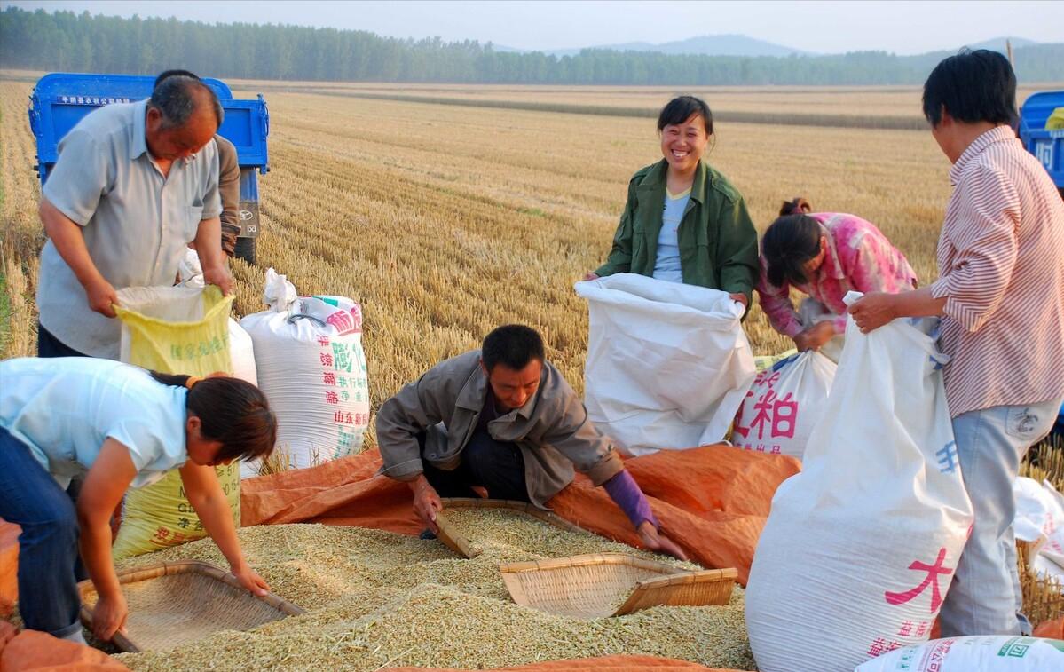 俄罗斯小麦和中国小麦哪个好,中国小麦和欧洲小麦区别