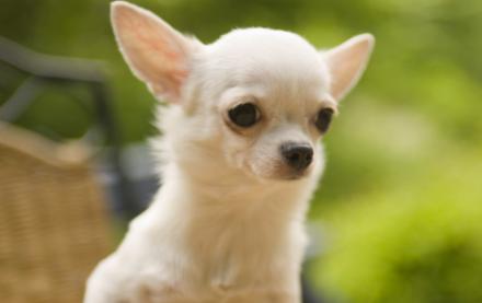 被狗咬到如何看出是否得了狂犬病,被自己的狗咬到会得狂犬病吗