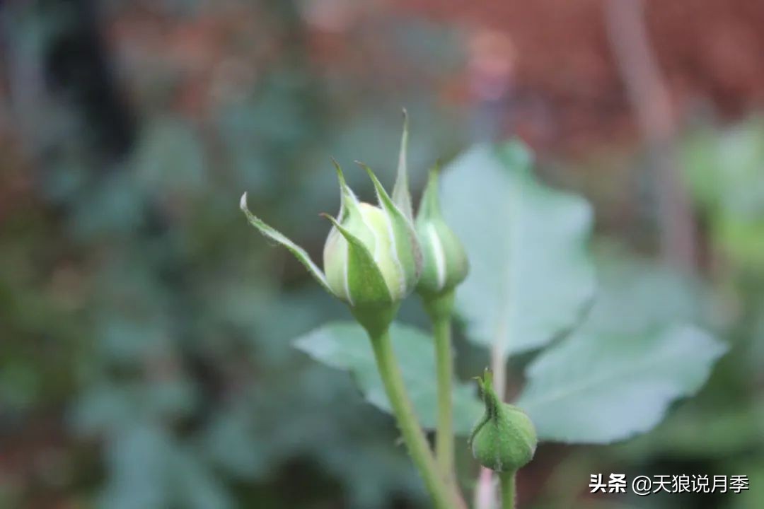 天狼说月季的盲枝,早春月季盲枝没花苞怎么办