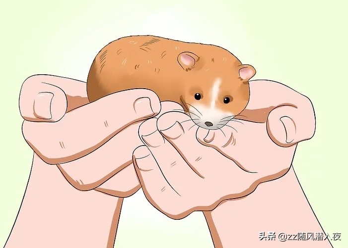 如何让仓鼠在短时间之内信任自己,如何让小仓鼠信任你