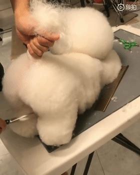 比熊这朵棉花糖，圆圆白白胖胖，是我的初恋情狗没错了