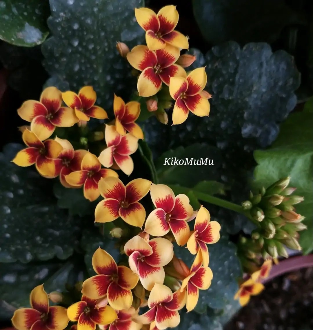 单瓣长寿花品种大全图,长寿花单瓣最好看的品种