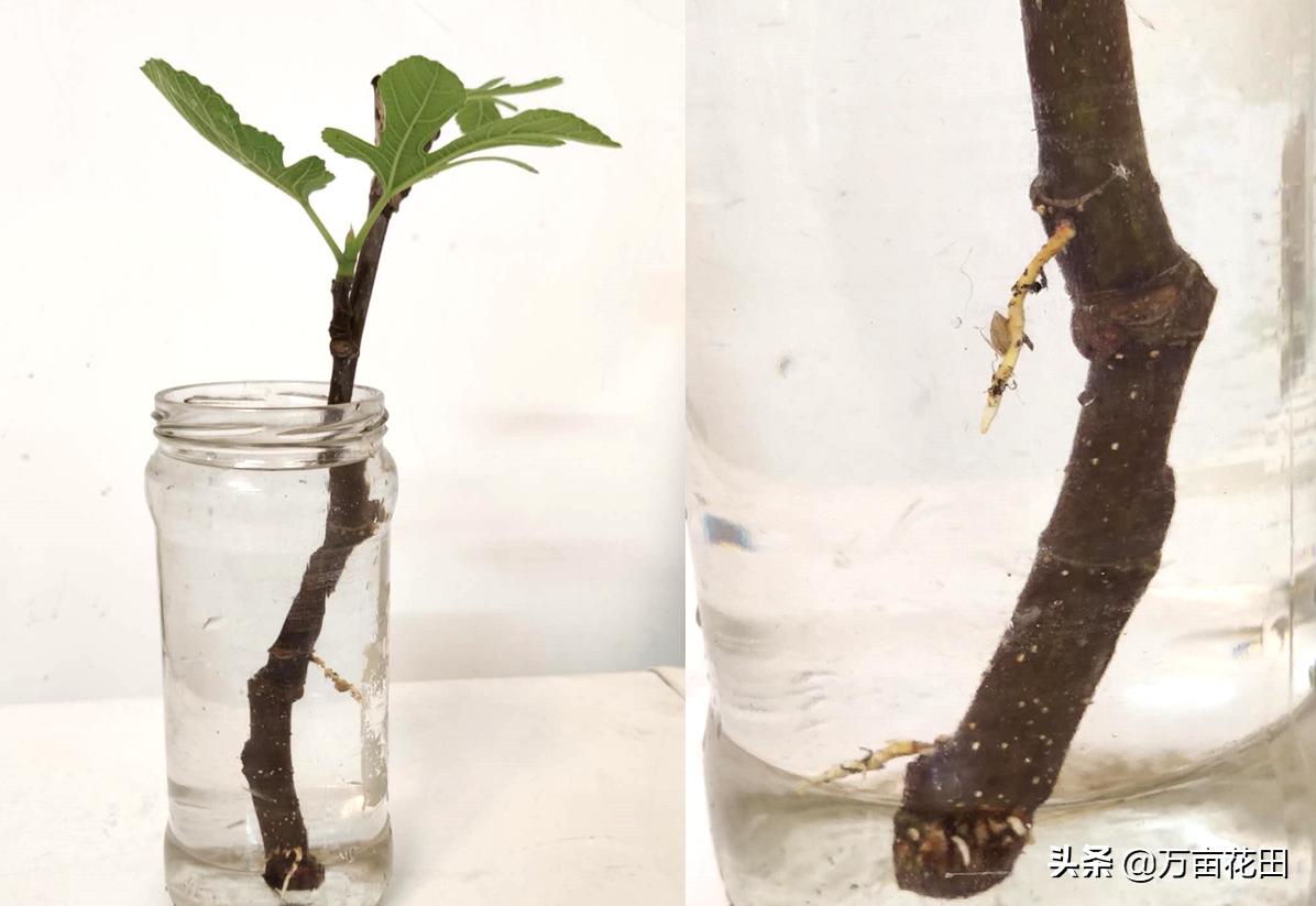 月季高压扦插生根最快方法,高压繁殖跟扦插有什么区别