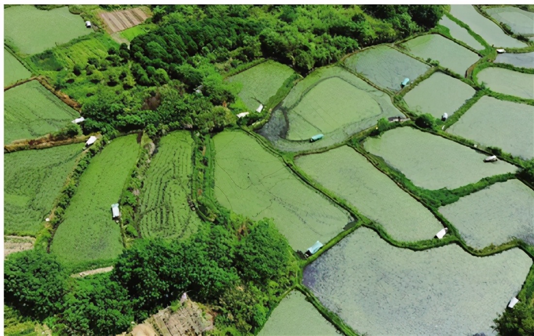 杭州美食莼菜,西湖莼菜的正宗做法配什么