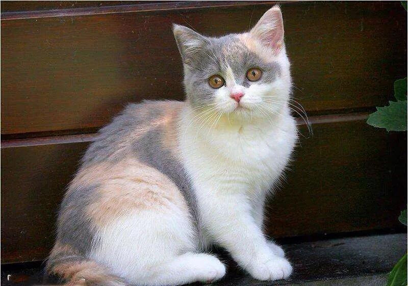 盘点二次元猫咪 (可爱二次元猫咪大全)