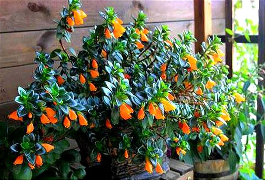 金鱼吊兰不开花的原因及解决方法,金鱼吊兰开花的时候需要施肥吗