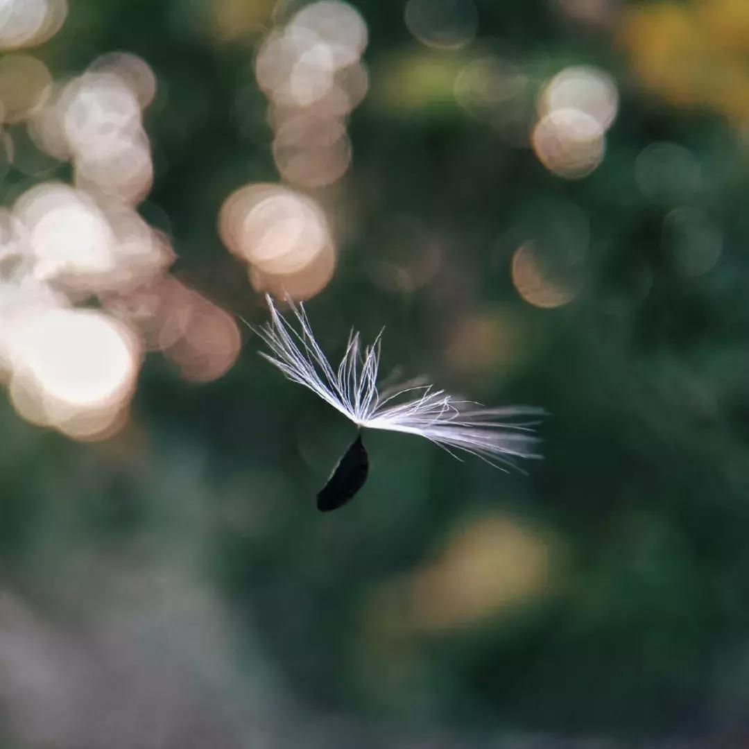 手把手教你拍摄微距花,春天拍花卉微距摄影镜头推荐