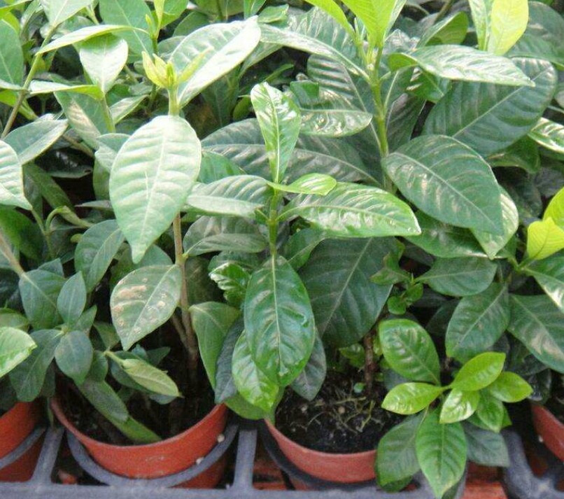 栀子花高压生根盒繁殖,黄栀子花扦插繁殖方法