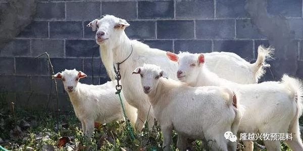 霉菌毒素对牛羊有什么危害,霉菌毒素对养殖的危害