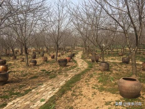 河南许昌樱花景点,许昌樱花最美的地方