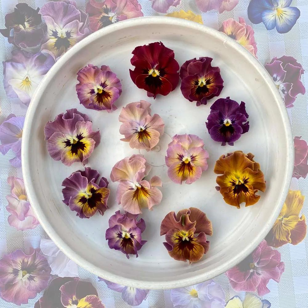 角堇和皱边角堇哪个花大,皱边角堇和穗边角堇的区别