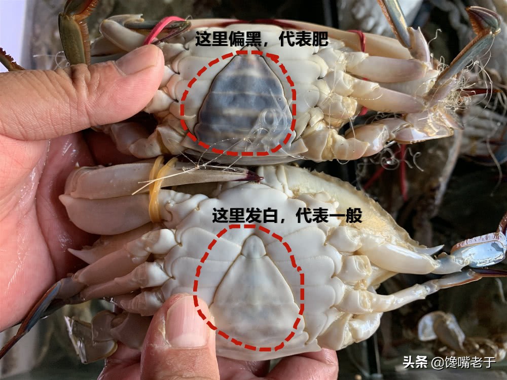 如何挑梭子蟹肥不肥,买到这种梭子蟹千万别吃不新鲜