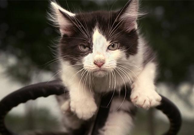 幼猫可以禁食水和粮吗,幼猫不喂猫粮喂养正确方法